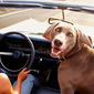 Thumb_bring-fido