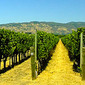 Thumb_wines