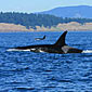Thumb_whalewatchingdestinations